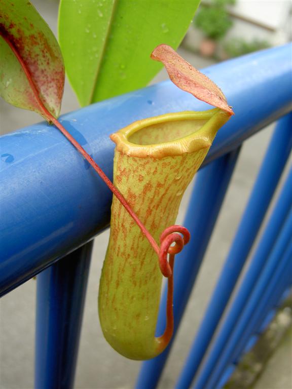 Nepenthes khasiana x ventricosa